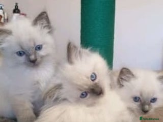 Ragdoll cats Adorable Fluffy Ragdoll Babies Loving Homes! 🏡💖 - Advert 1
