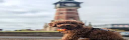 Toy Poodle dogs for sale: 7 month old red toy poodle in Skegness - Advert 8