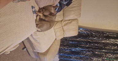 French Bulldog dogs - Advert 3