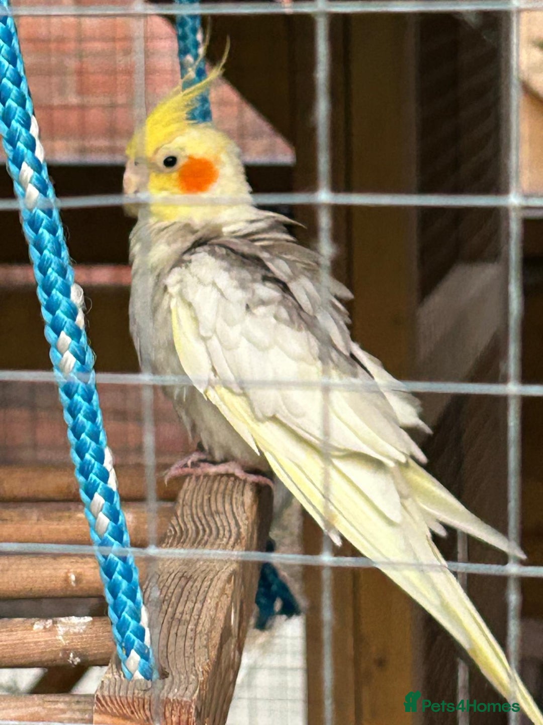 Cockatiels birds for sale: Breeding Pair of Cockatiels - Image 8