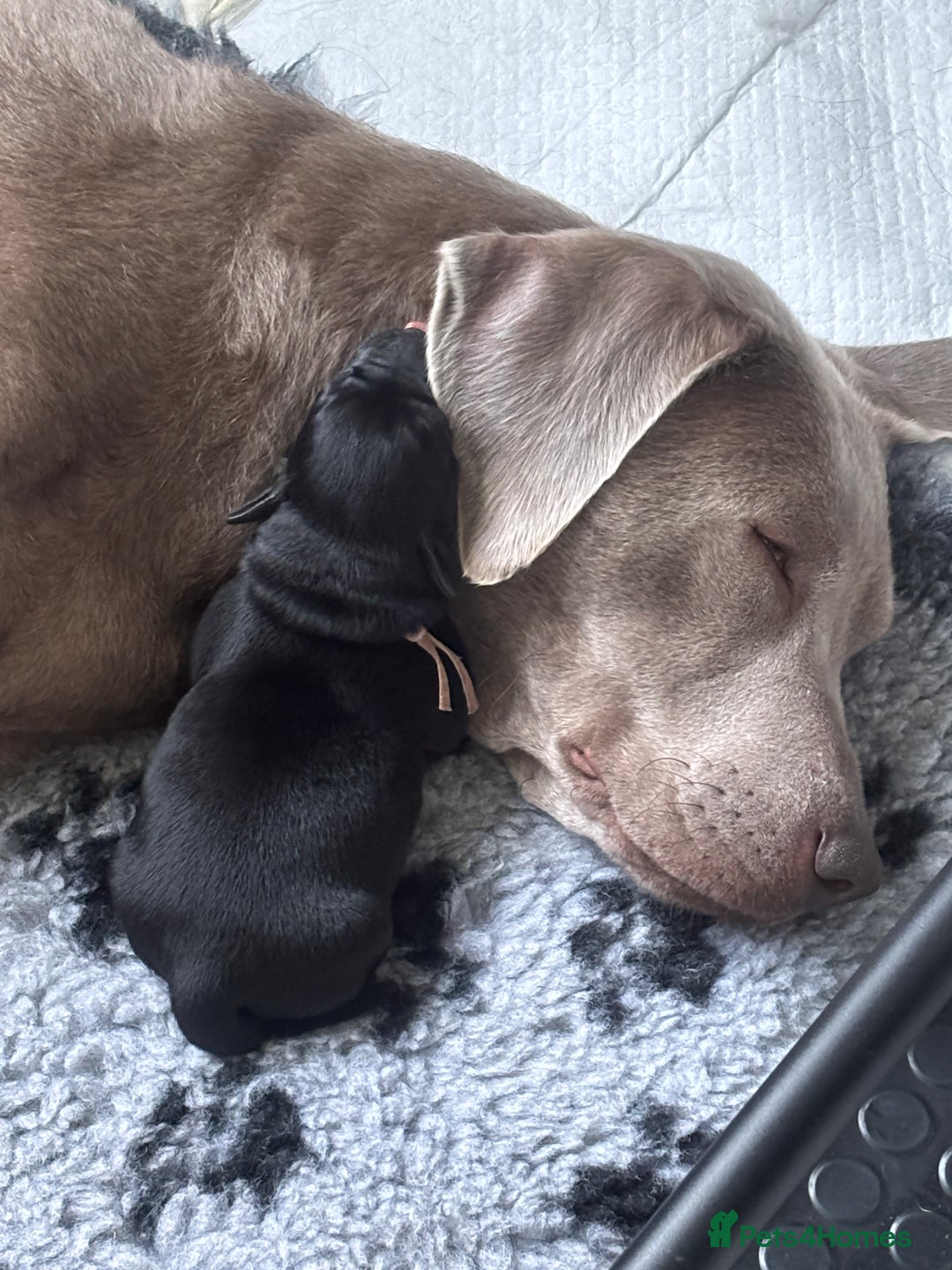 Labrador Retriever dogs for sale: Stunning litter of chunky black Labradors - Advert 3