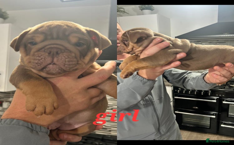 English Bulldog dogs - Advert 1