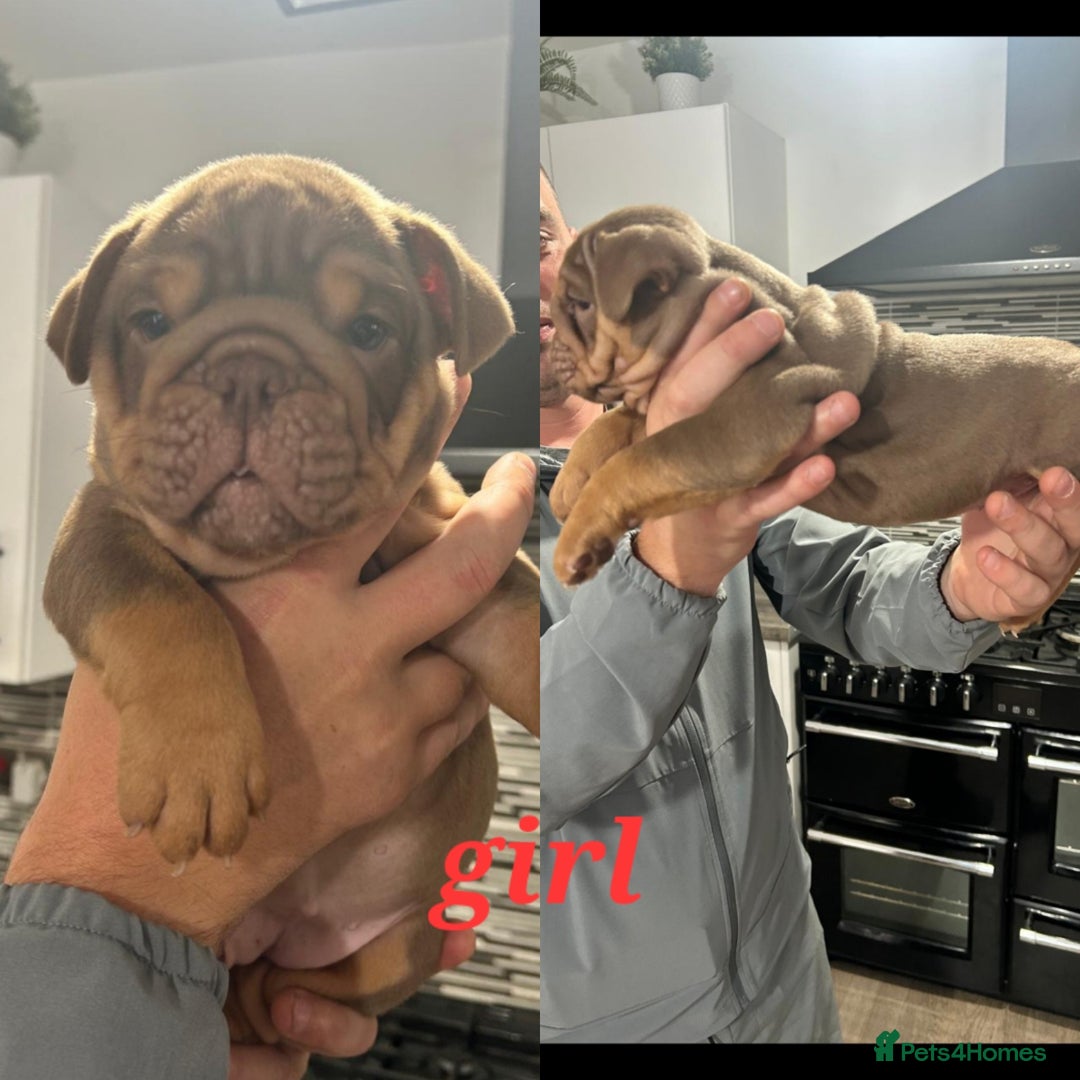 English Bulldog dogs for sale: Stunning bulldogs  - Image 1