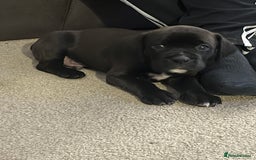Mixed Breed dogs for sale: Boxsla (Boxer/Vizsla)  - Image 27