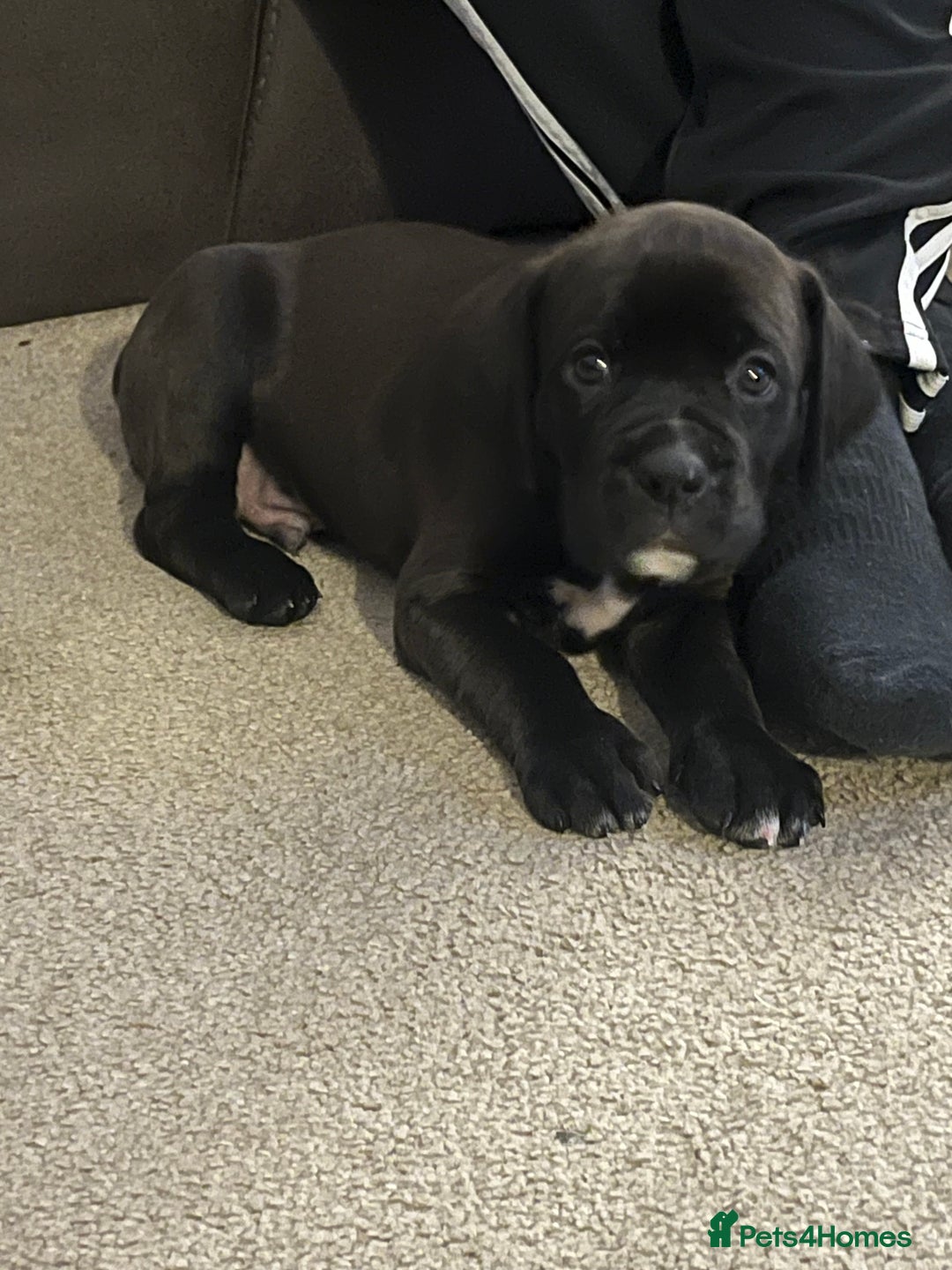 Mixed Breed dogs for sale: Boxsla (Boxer/Vizsla)  - Image 27