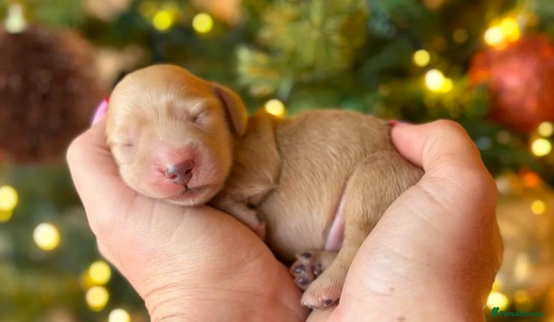 Miniature Dachshund dogs for stud: ee Cream Long Coat Miniature Dachshund Stud in Dalry - Advert 14