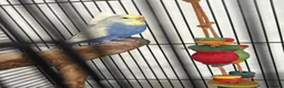 Budgerigars birds for sale: Rexie - Advert 2