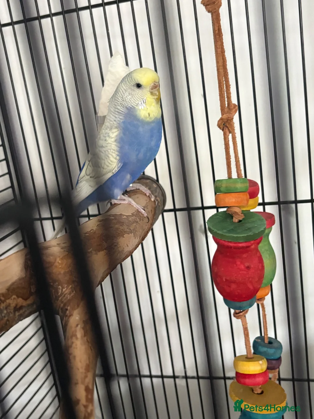 Budgerigars birds for sale: Rexie - Advert 2