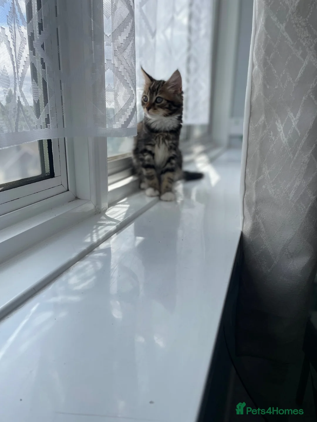 Mixed Breed cats for sale: Milo  in Croydon - Advert 3