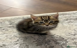 Mixed Breed cats for sale: 5 cute kittens for sale.  - Image 16