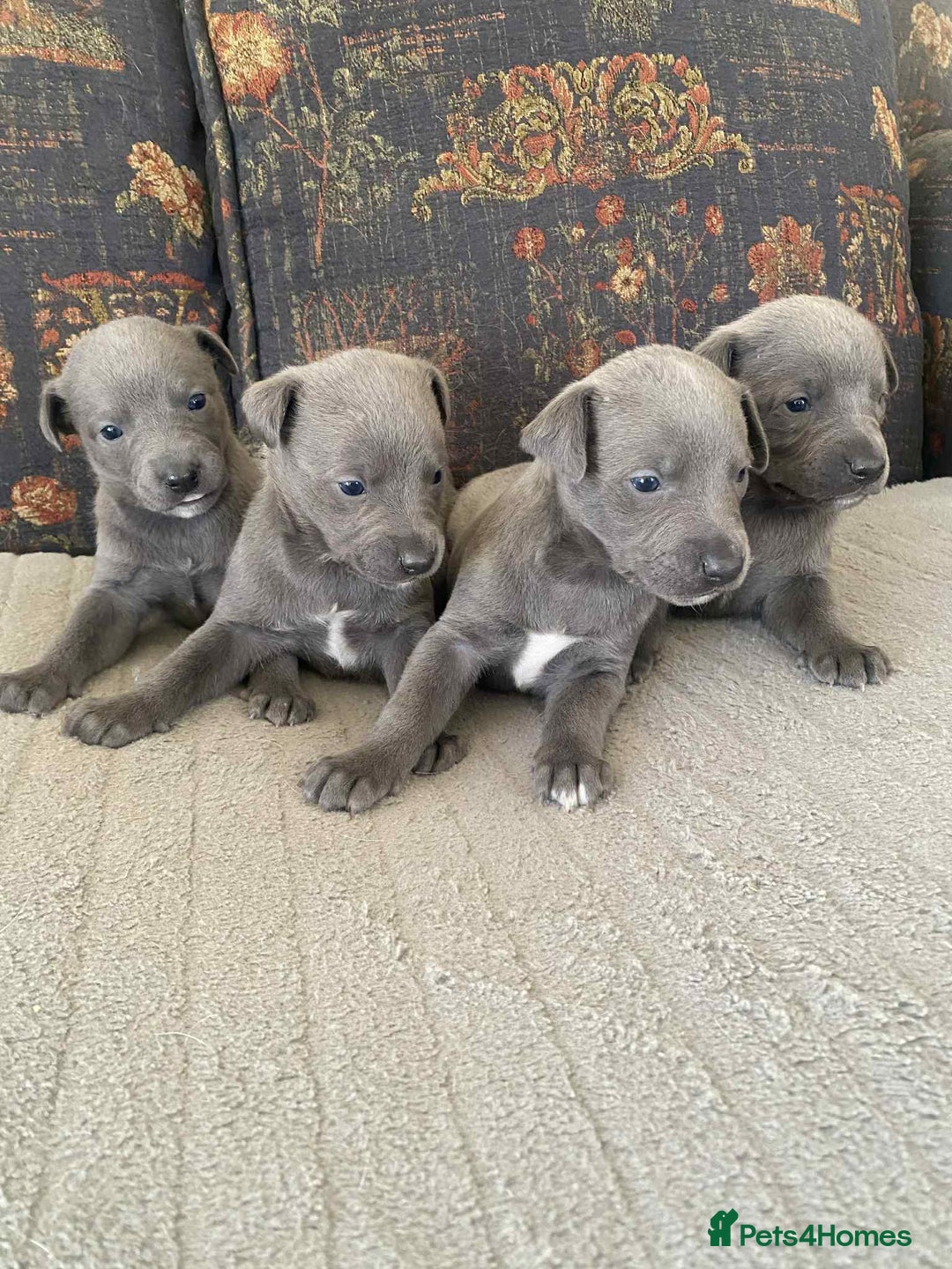 Whippet dogs for sale: 4 beautiful whippet puppies - Advert 1