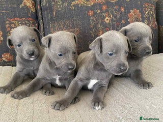 Whippet dogs 4 beautiful whippet puppies - Advert 2