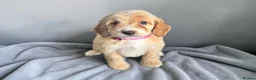 Cockapoo dogs for sale: Beautiful DNA clear F1 cockapoos pups - Advert 1