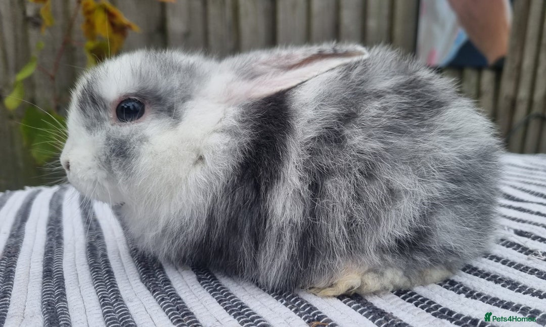 Mini Lop rabbits for sale: Trained French x Mini Lop Bunnies. Please Read! - Image 14