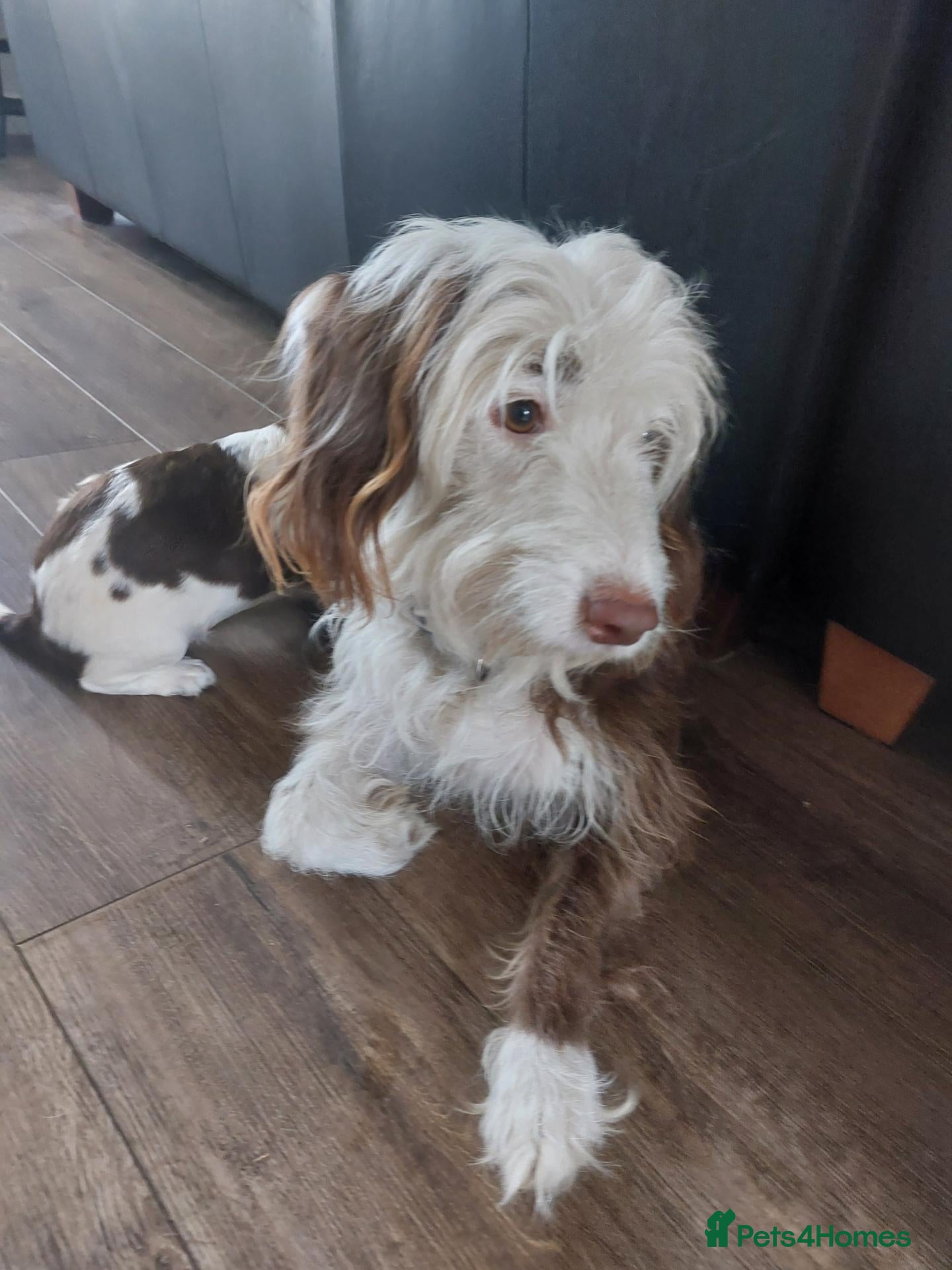 Mixed Breed dogs Beautiful baby Betty's  - Advert 1