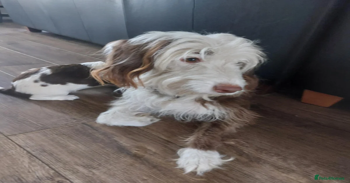 Puppies for sale in Hull, East Riding of Yorkshire | Pets4Homes