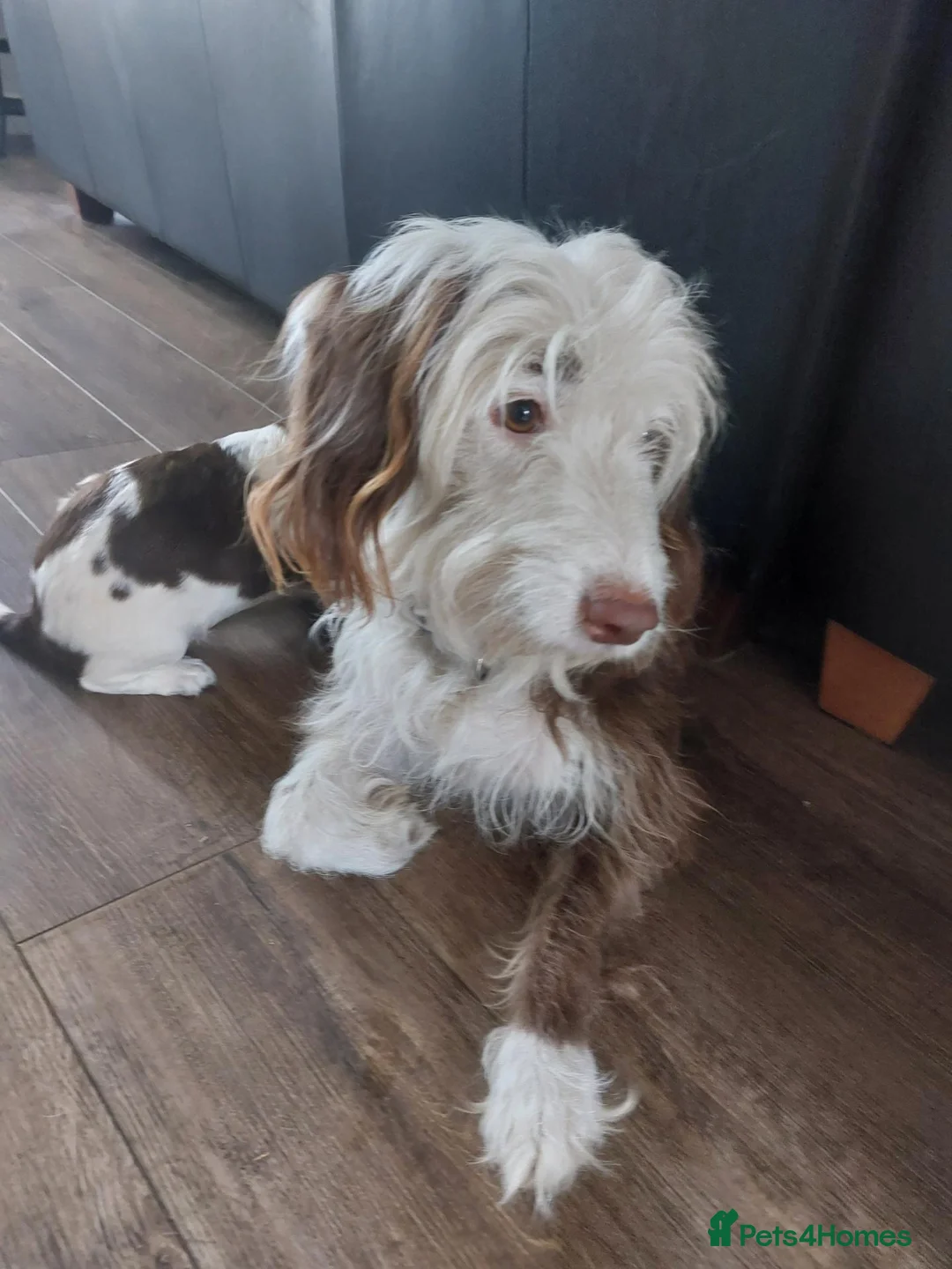 Mixed Breed dogs for sale: Beautiful baby Betty's  in Mexborough - Advert 1