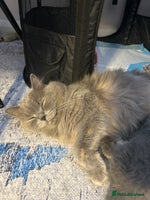 Scottish Fold cats Three Beautiful female Scottish Fold kittens - Advert 1