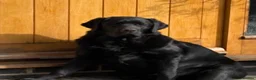 Labrador Retriever dogs for sale: Black male puppy Labrador  - Advert 2