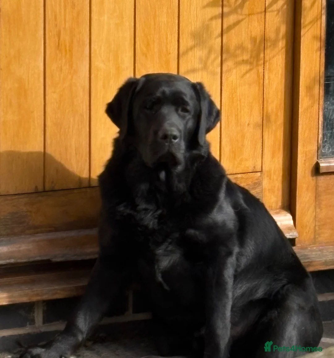 Labrador Retriever dogs for sale: Black male puppy Labrador  - Advert 2