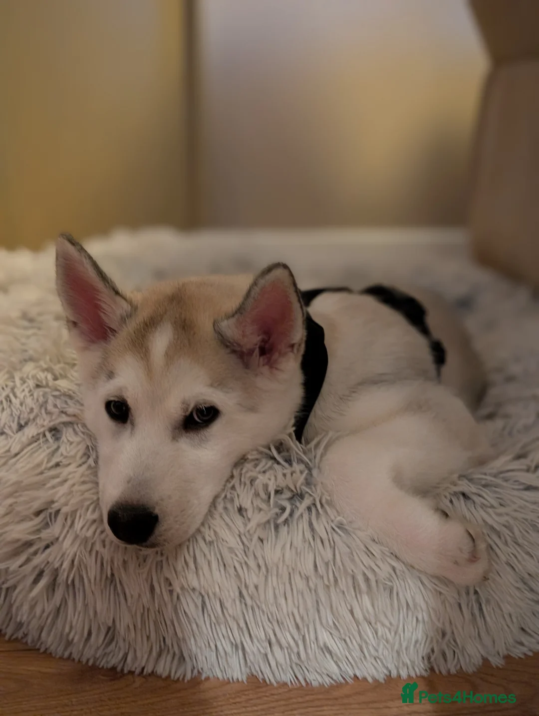 Siberian Husky dogs for sale: Siberian Husky puppy - Advert 4