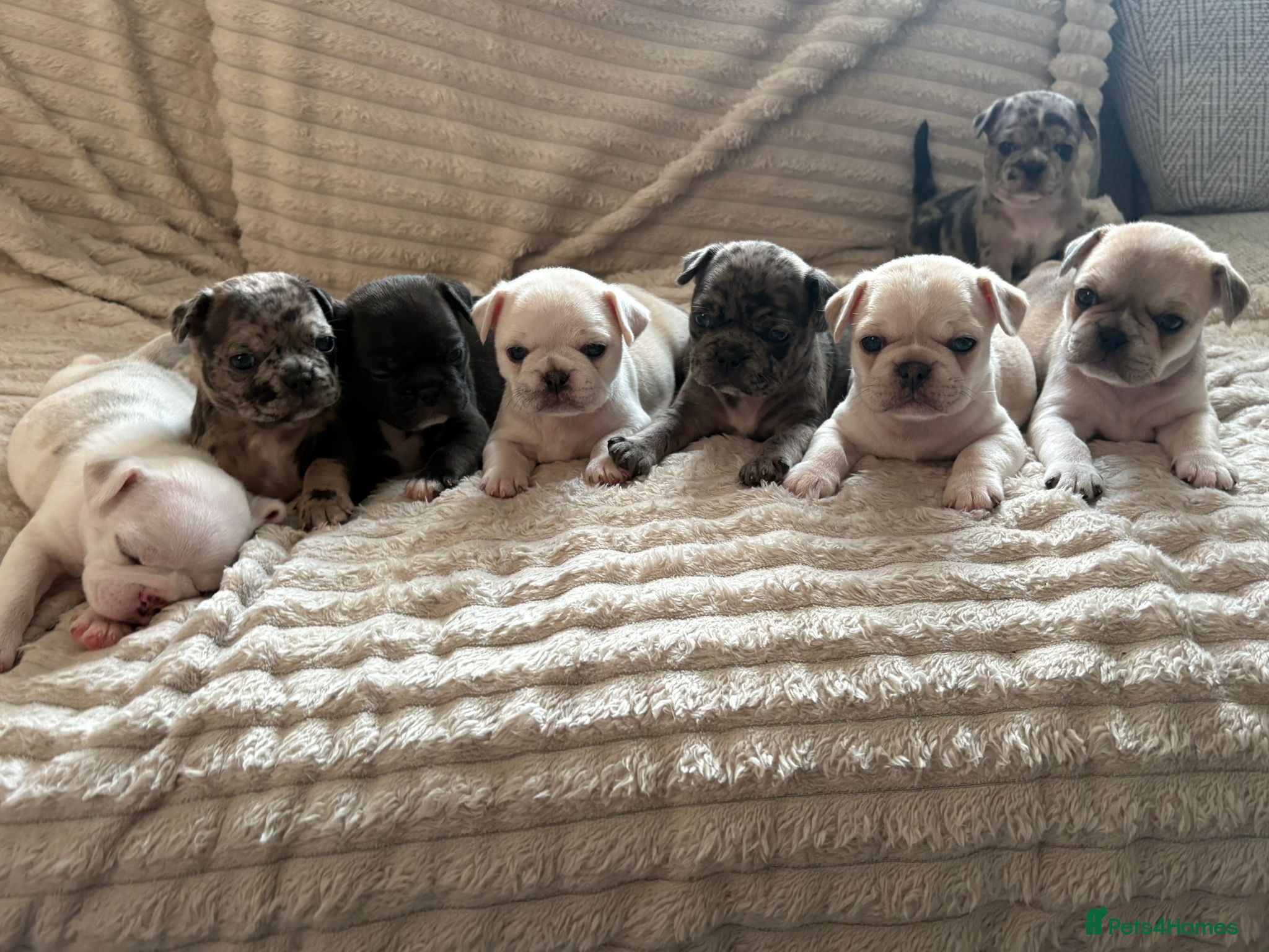 Frug dogs 🐶 Pug/French bulldog puppies 🐶 Rare markings - Advert 6