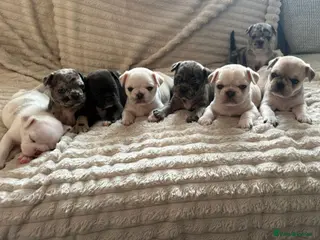 Frug dogs 🐶 Pug/French bulldog puppies 🐶 Rare markings - Advert 1