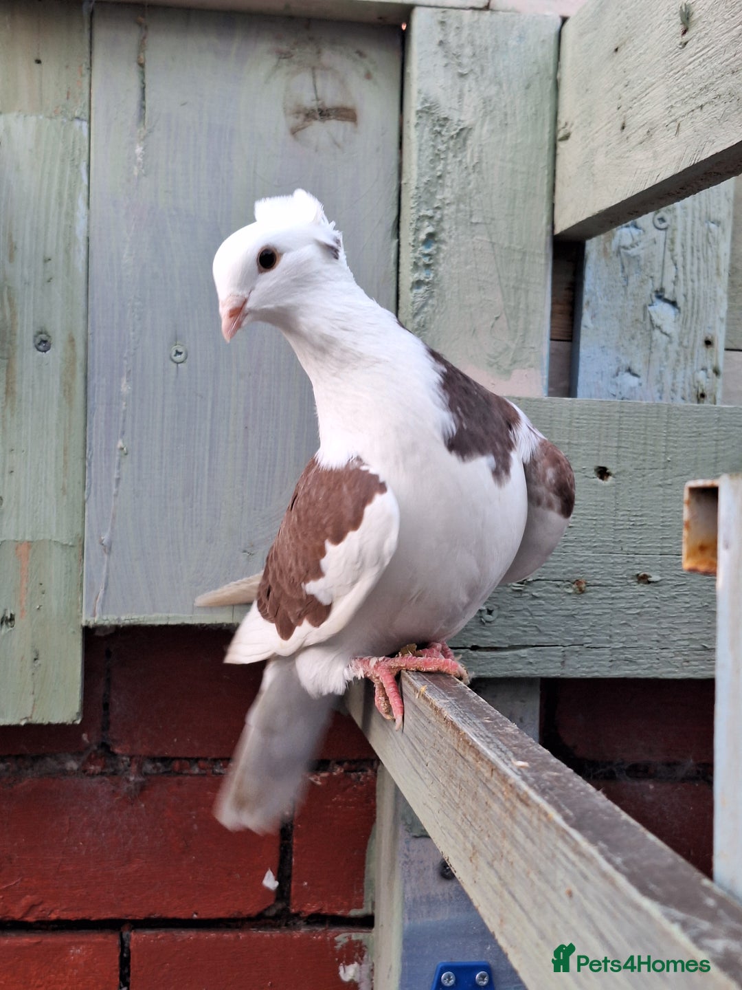 Pigeons birds for sale: 7 Pigeons for sale - Advert 28