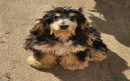 Cocker Spaniel dogs for sale: Kc Show male cocker spainel 10 months - Advert 5