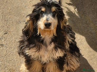 Cocker Spaniel dogs Kc Show male cocker spainel 10 months - Advert 13