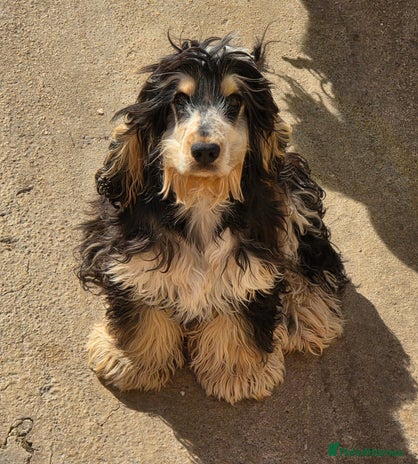 Cocker Spaniel dogs Kc Show male cocker spainel 10 months - Advert 9