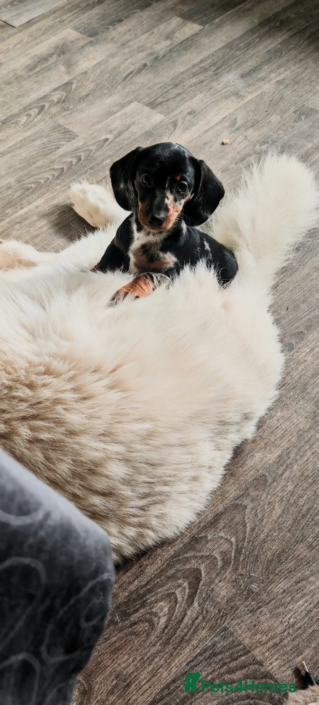 Dachshund dogs for sale: Dashounds girls in Pontefract - Advert 2