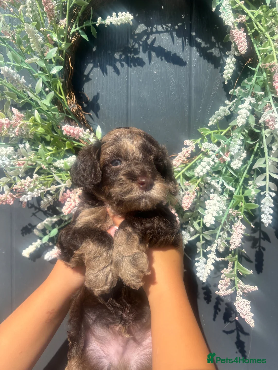 Cockapoo dogs for sale: Stunning cockapoo litter in Burgess Hill - Advert 13