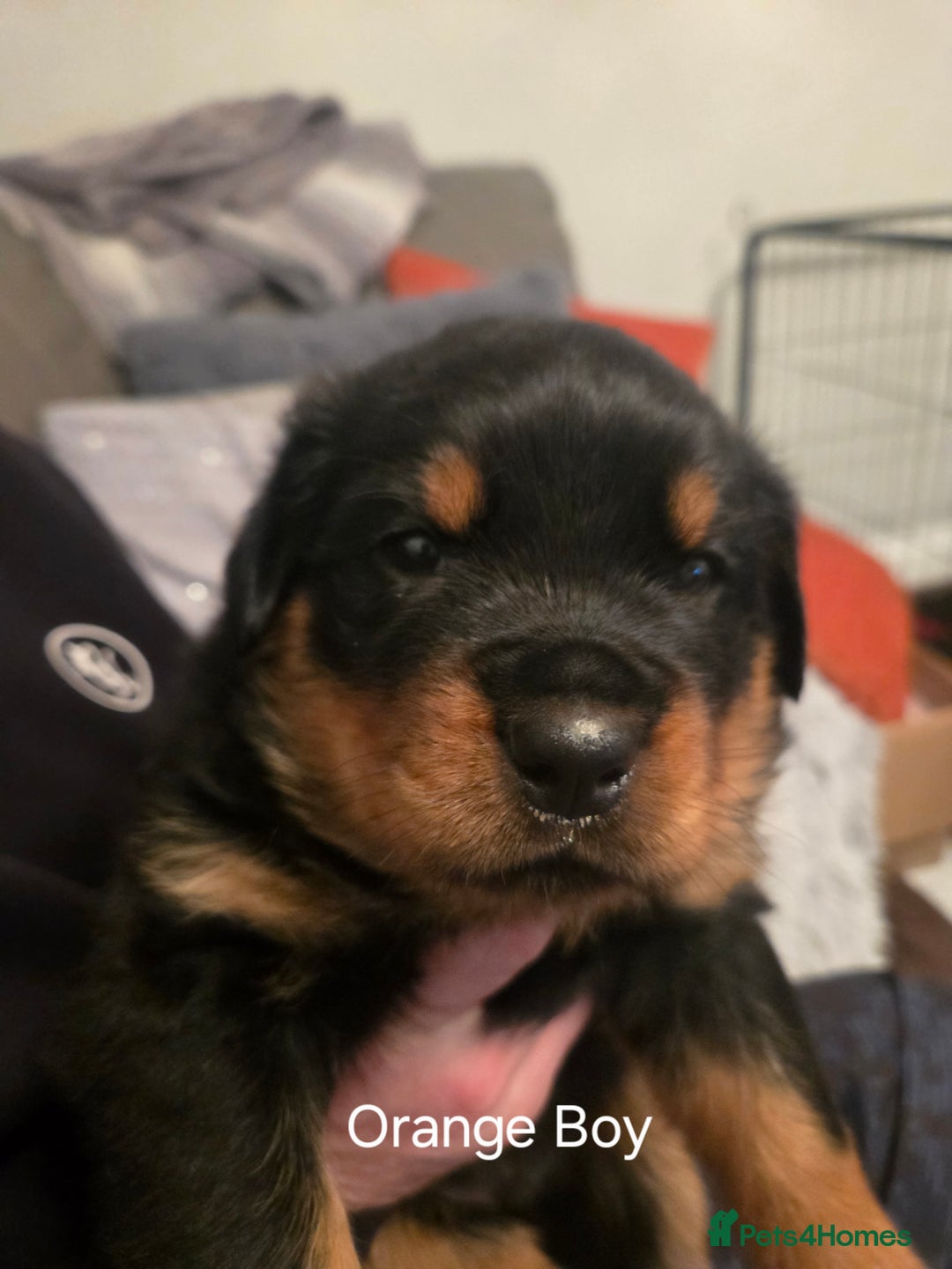 Rottweiler dogs for sale: ***Ready Now*** KC Registered Rottweiler Puppies - Advert 29