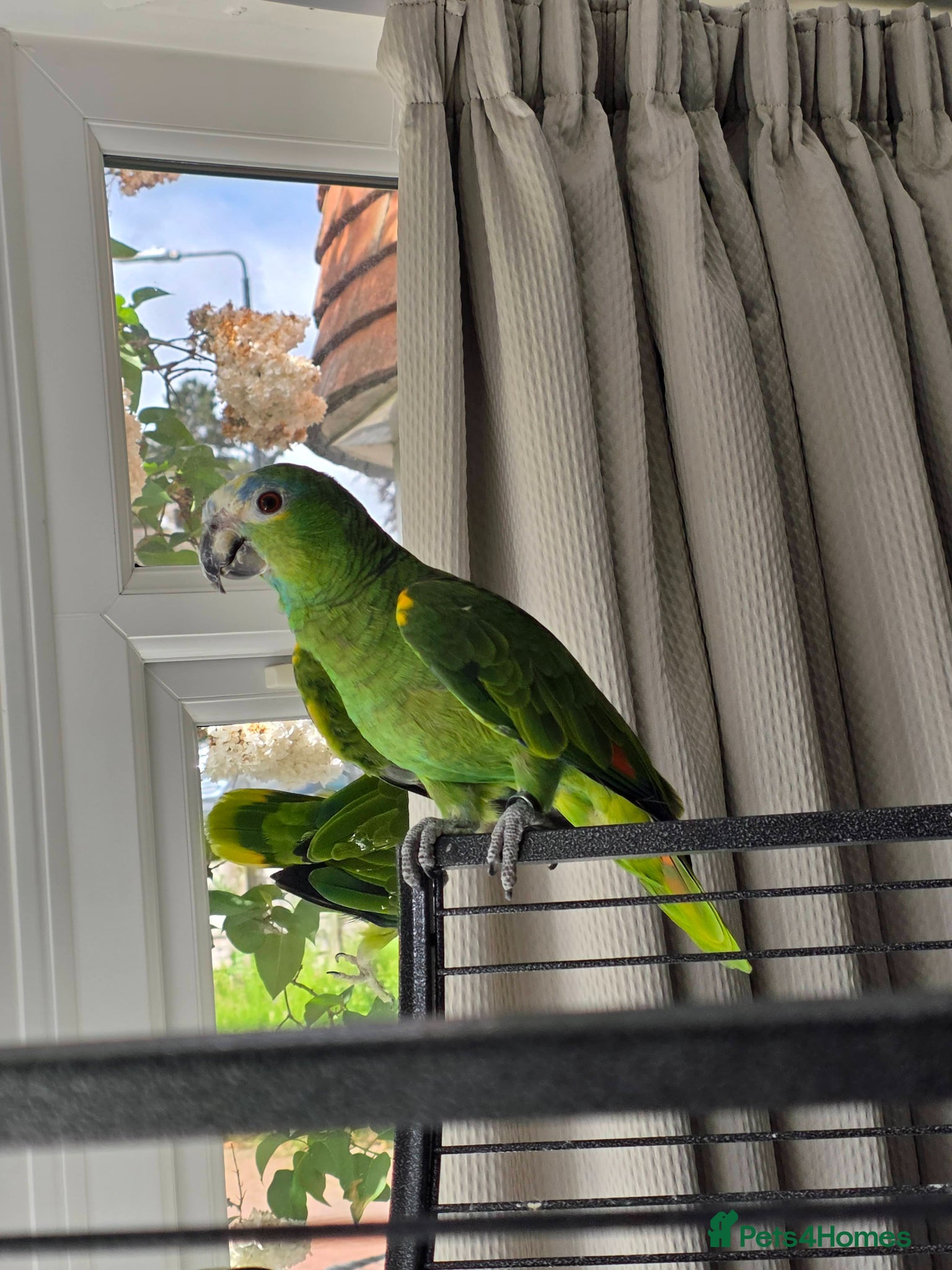 Parrots birds for sale: Amazon Parrots (Blue Fronted Male / Orange Wing) in Altrincham - Advert 1