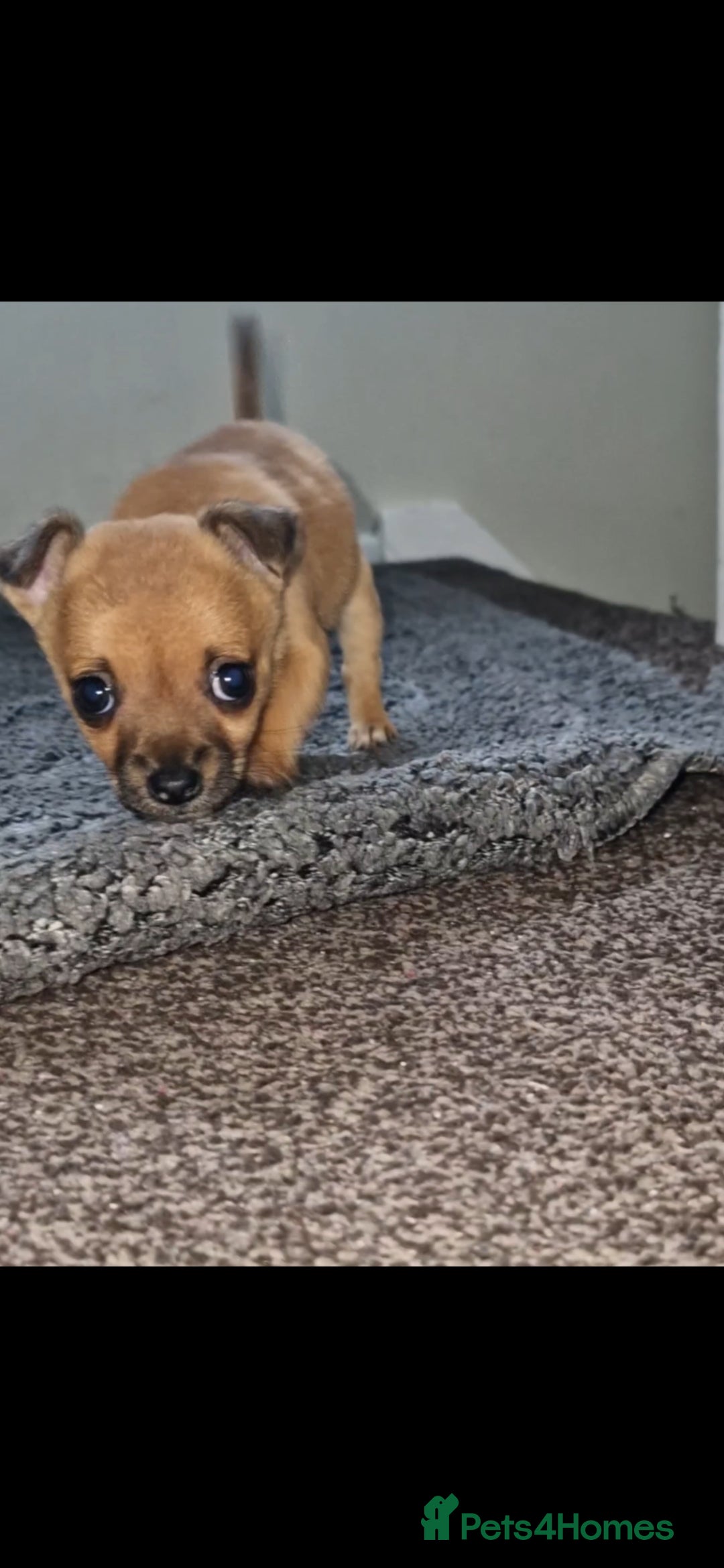 Mixed Breed dogs for sale: Adorable 9 weeks old male jackawawa puppy - Advert 5