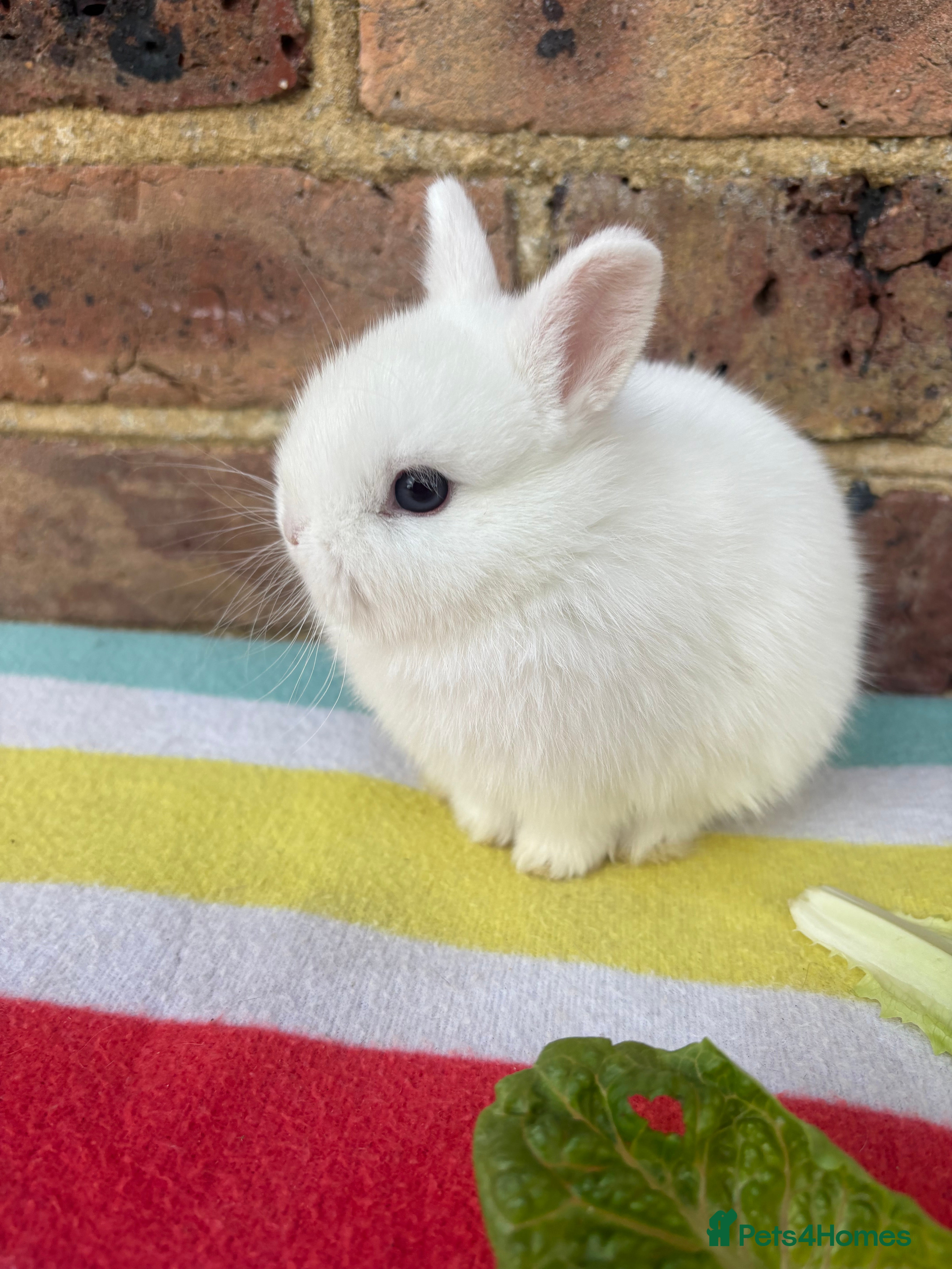 Netherland Dwarf rabbits   Netherland Dwarf bunnies  - Advert 4