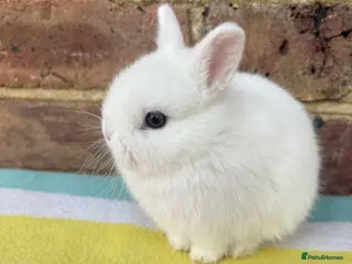 Netherland Dwarf rabbits Netherland Dwarf bunnies - Advert 4