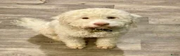 Lagotto Romagnolo dogs for stud: Lagotto ramagnolo for stud  - Advert 2