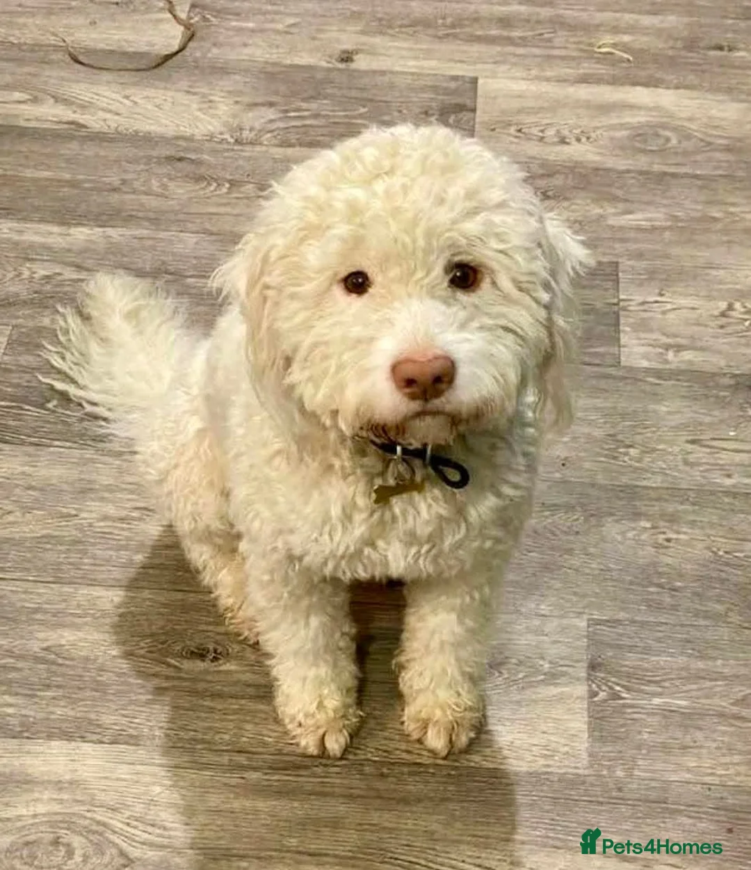 Lagotto Romagnolo dogs for stud: Lagotto ramagnolo for stud  - Advert 2