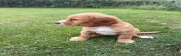 Cocker Spaniel dogs for sale: Cute cocker spaniel babies  in Newport - Advert 4