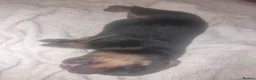 Rottweiler dogs for sale: Rottweiler puppies ready on the 16th of October in South Shields - Advert 9