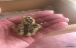 Budgerigars birds for sale: Quail chicks - Image 1