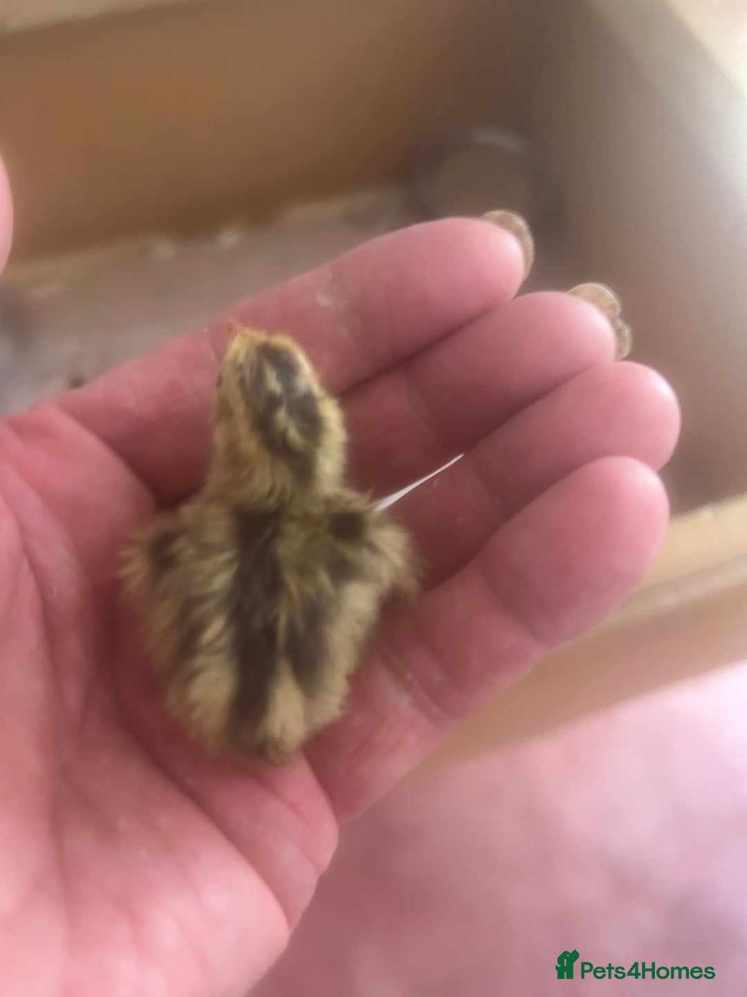 Budgerigars birds for sale: Quail chicks - Image 1