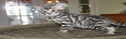 Bengal cats for sale: Last Boy Left! Brown Rosette Bengal Kitten! - Advert 10