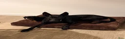 Mixed Breed dogs for sale: Belgian Malinois X Doberman in Margate - Advert 3