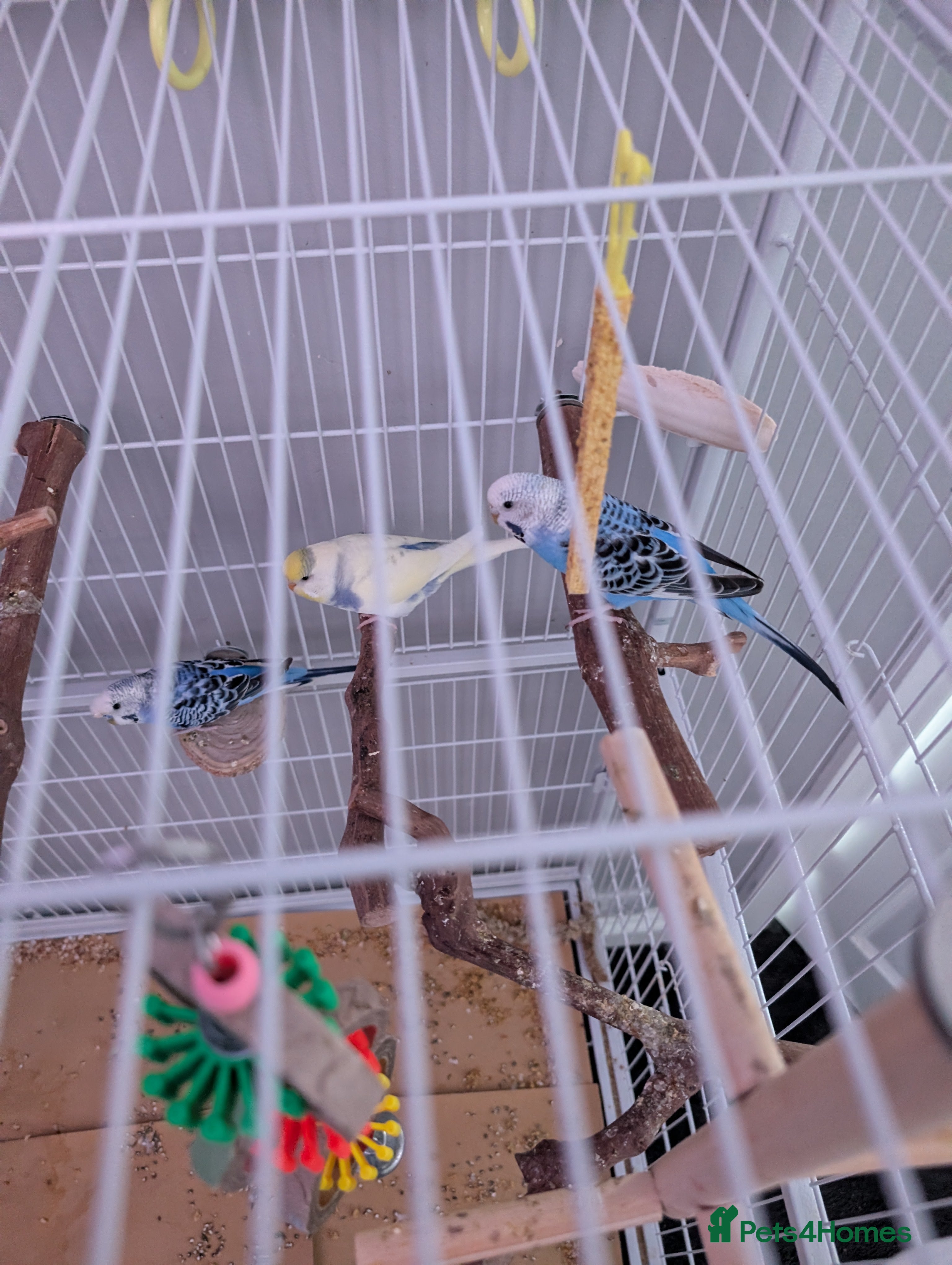 Budgerigars birds 4 budgies and cage  - Advert 2