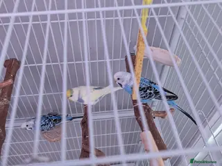 Budgerigars birds 4 budgies and cage - Advert 2