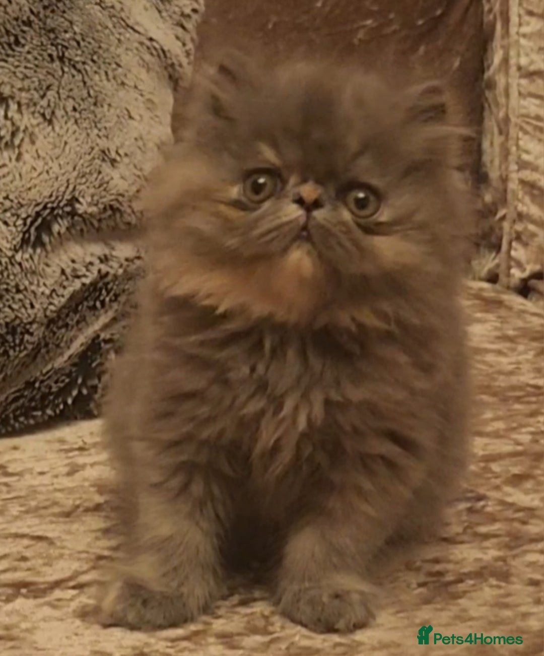 Exotic cats for sale: OUTSTANDING  QUALITY EXOTIC  KITTENS - Advert 36