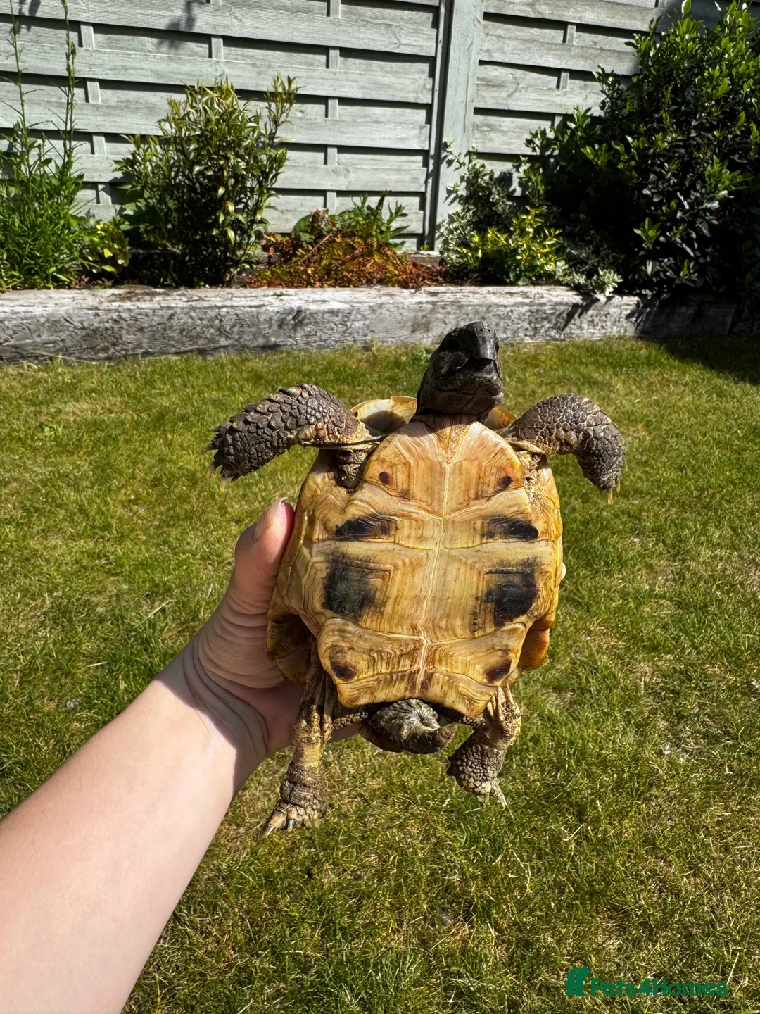 Tortoise reptiles for sale: 🐢 Male Tortoise (5–6yrs) + Full Setup Included 🐢 - Image 3